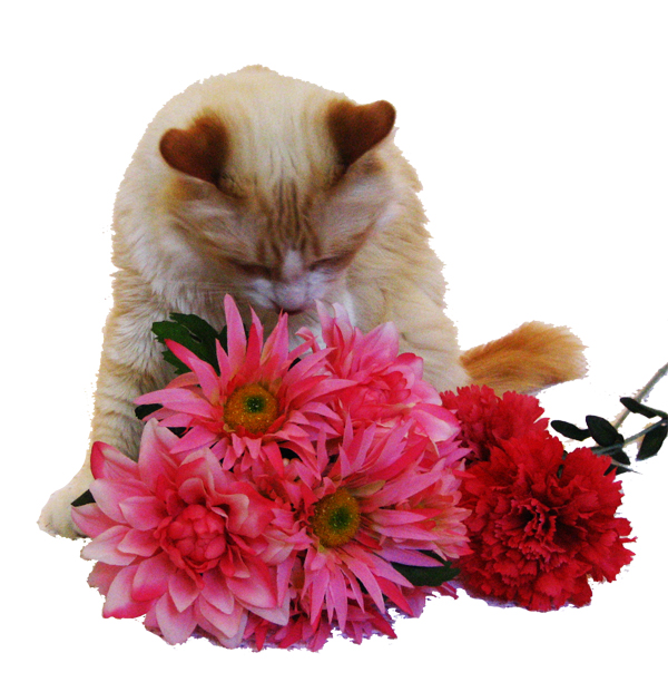 Rupert and pink flowers